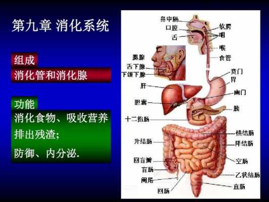 人体结构运输过程（人体的结构是由什么完成的）-图2