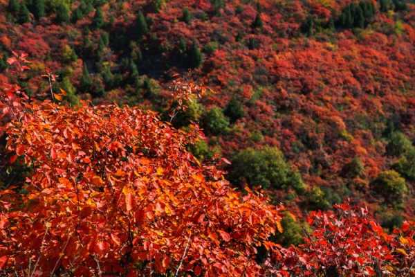 香山红叶变红的过程（香山红叶颜色变化过程）-图3