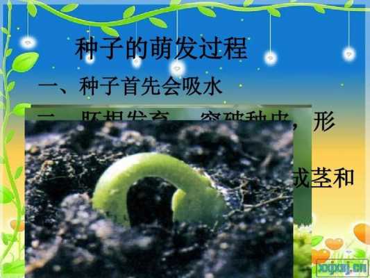 种子发芽过程讲解视频（种子发芽过程讲解视频播放）-图2