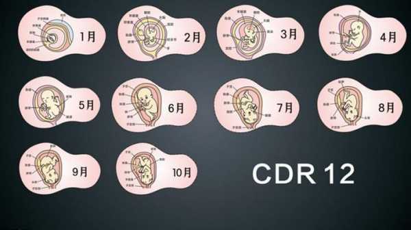 胎儿发育过程视频高清（胎儿发育过程视频高清图）-图1