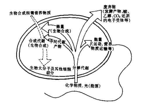 生物过程的实质是（生物过程什么意思）-图3