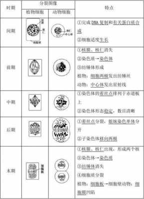 关于植物细胞有丝分裂的过程中的信息-图1