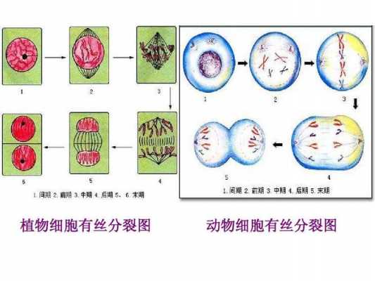 关于植物细胞有丝分裂的过程中的信息-图3