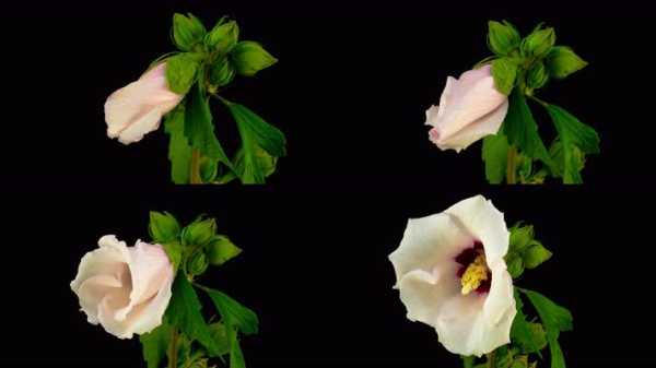 开花的过程图片大全（开花的整个过程）-图3