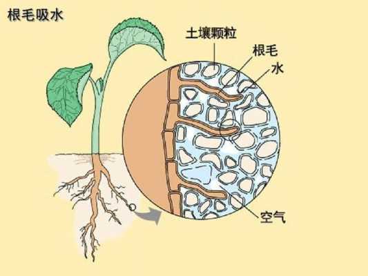 植物吸水的过程（植物吸水两种方式）-图2