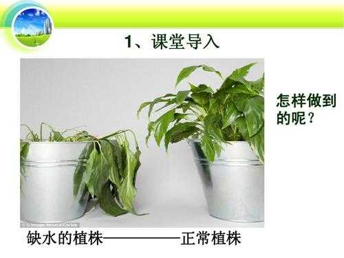 植物吸水的过程（植物吸水两种方式）-图1