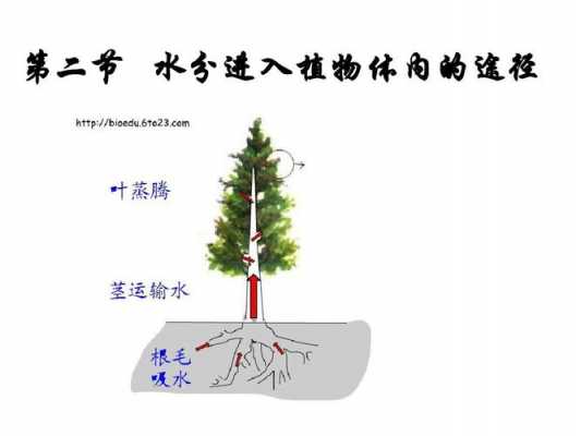 植物吸水的过程（植物吸水两种方式）-图3