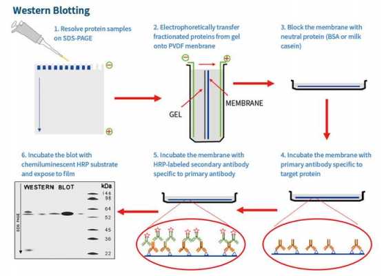 westernblot过程（westernblot的简略步骤）-图2