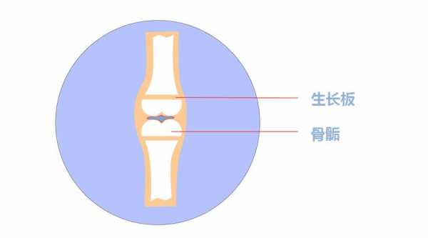 骨骼发育过程（骨骼发育过程中,骨骺软骨的出现）-图1