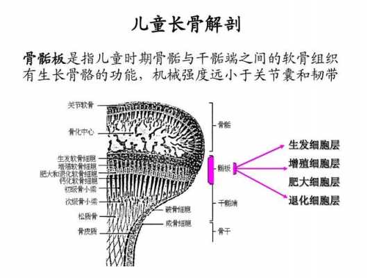 骨骼发育过程（骨骼发育过程中,骨骺软骨的出现）-图3