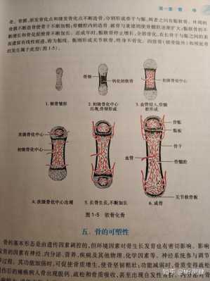 骨骼发育过程（骨骼发育过程中,骨骺软骨的出现）-图2