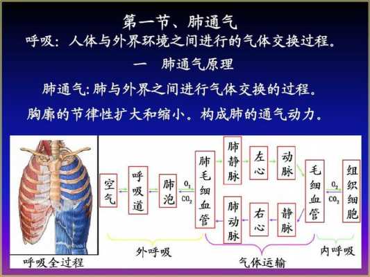 呼气吸气过程（呼气吸气过程中胸廓的变化）-图3