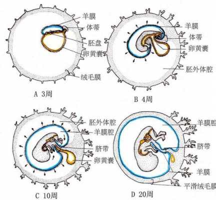 胎膜的组成过程（胎膜的组成部分）-图3