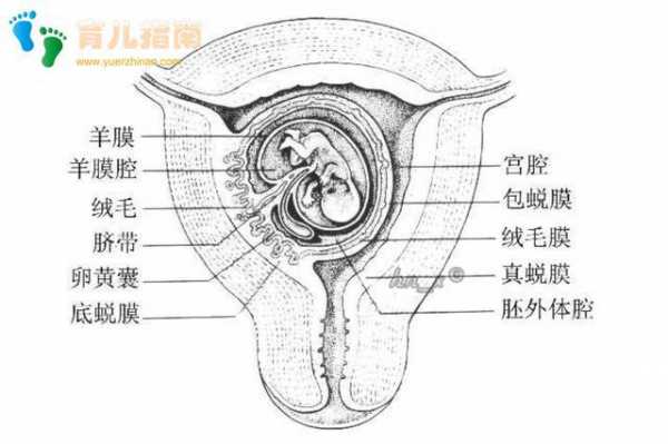 胎膜的组成过程（胎膜的组成部分）-图2