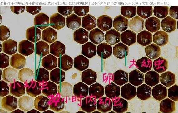 蜜蜂蜂王发育过程（蜜蜂蜂王发育过程视频）-图2