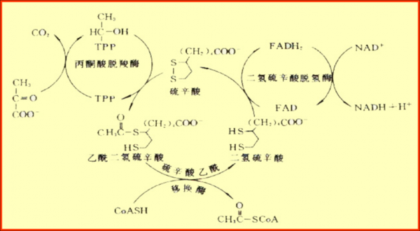 有氧呼吸过程生化（有氧呼吸生理过程）-图2