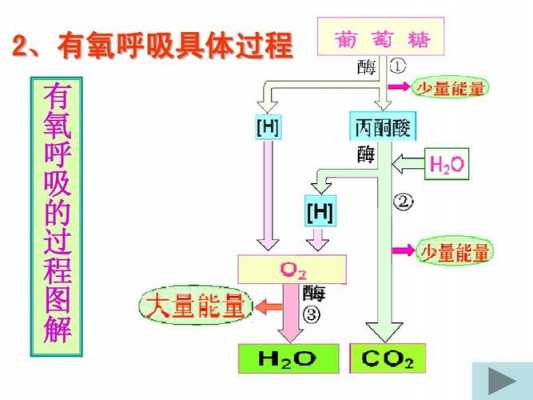 有氧呼吸过程生化（有氧呼吸生理过程）-图3