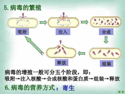 培养微生物的过程（培养微生物的过程是什么）-图2