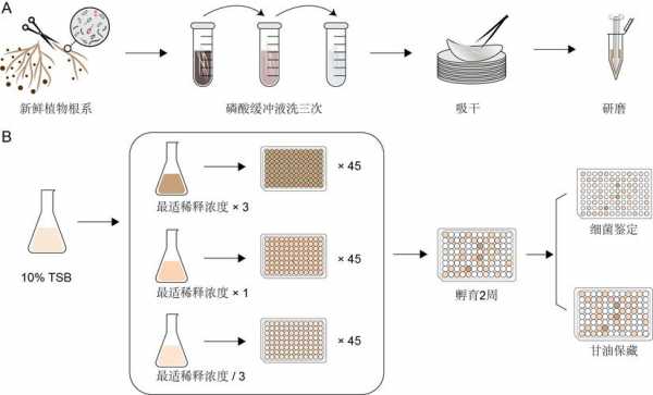 培养微生物的过程（培养微生物的过程是什么）-图3