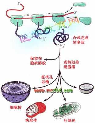 分泌蛋白形成过程图示（分泌蛋白的形成与分选）-图3