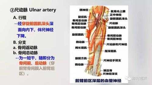 上肢解剖过程（上肢解剖术语）-图1