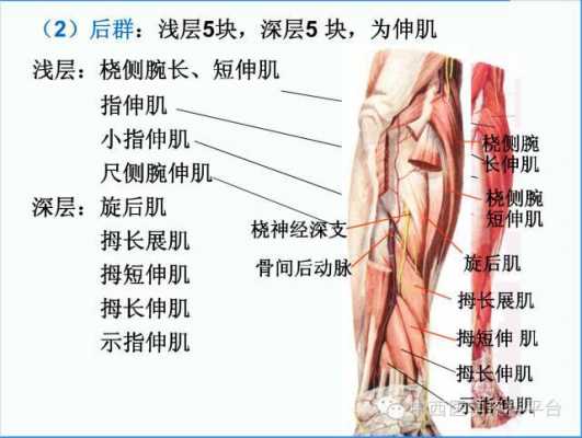 上肢解剖过程（上肢解剖术语）-图2