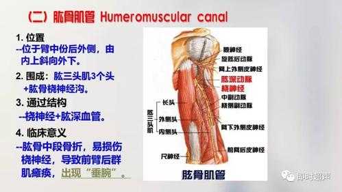 上肢解剖过程（上肢解剖术语）-图3