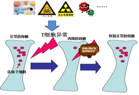 重度再生障碍死亡过程（重型再生障碍性）-图1