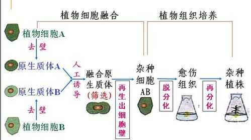 植物体细胞杂交技术过程（植物体细胞杂交技术过程的原理）-图3