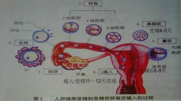 受卵过程（卵受精有什么症状）-图3