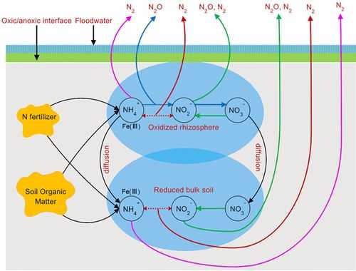 氮素的损失过程（氮素的损失过程是什么）-图1