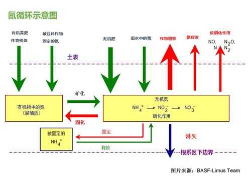 氮素的损失过程（氮素的损失过程是什么）-图3