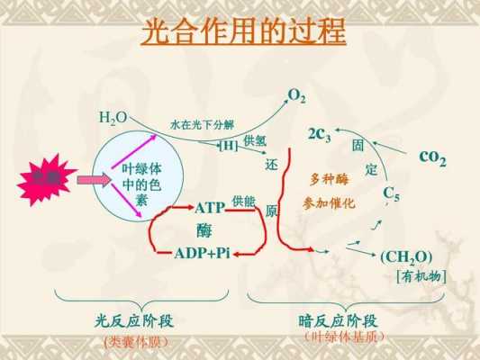 光合作用的实验过程（光合作用的实验过程图）-图1