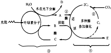 光合作用的实验过程（光合作用的实验过程图）-图2