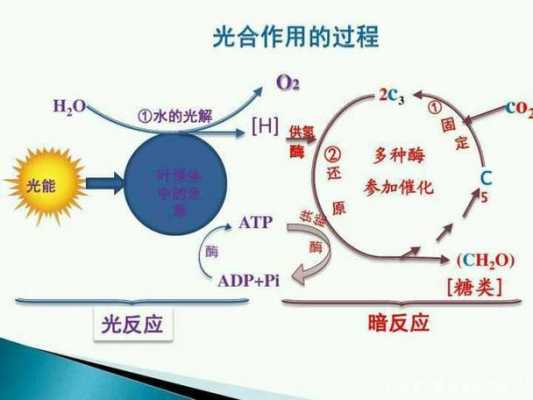 光合作用的实验过程（光合作用的实验过程图）-图3