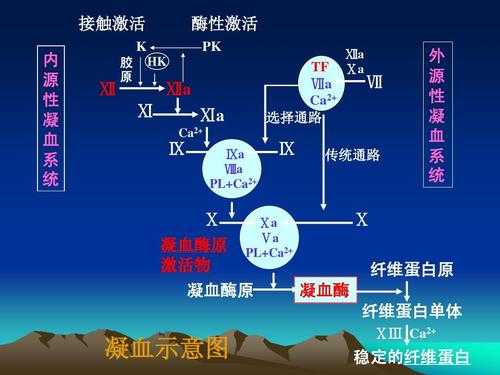 激发凝血的过程（促进凝血的）-图1