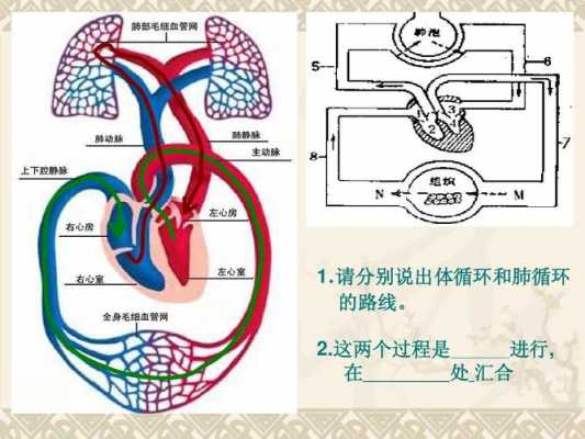 肺血液循环过程（肺的血液循环过程）-图3