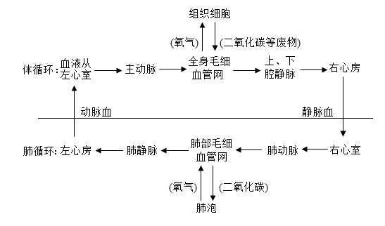 简述呼吸的过程（简述呼吸的过程中动脉血静脉血的变化）-图1