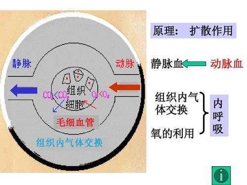 简述呼吸的过程（简述呼吸的过程中动脉血静脉血的变化）-图2