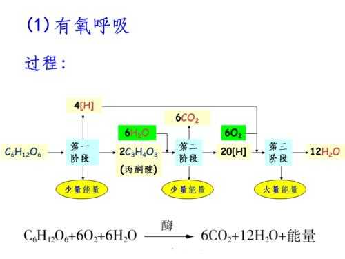 有氧呼吸过程减弱（有氧呼吸影响因素）-图3