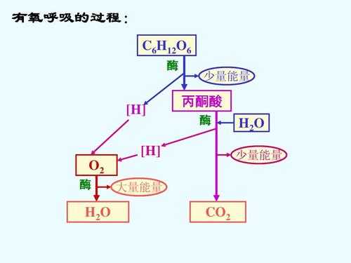 有氧呼吸过程减弱（有氧呼吸影响因素）-图1