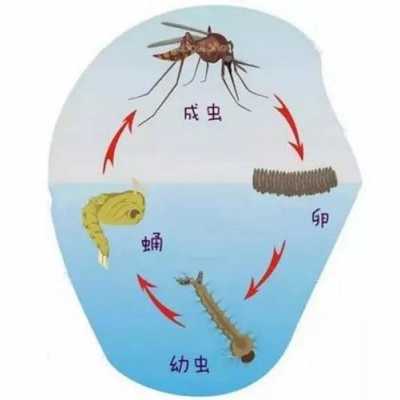 伊蚊发育过程（伊蚊发育过程属于完全变态发育）-图3