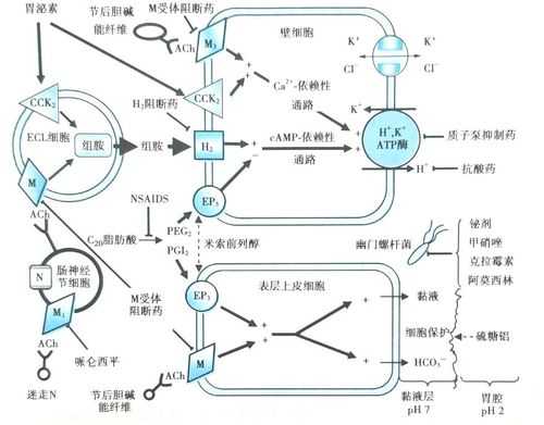 抗体分泌过程体现了（抗体分泌的器官是）-图1