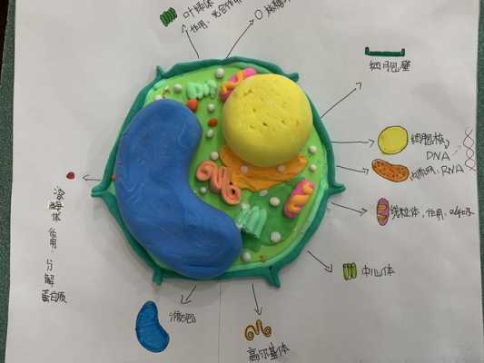 生物细胞建模过程（如何做生物细胞模型）-图2