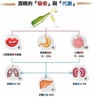 酒精在人体内的代谢过程（酒精在人体内的代谢过程图解）-图1