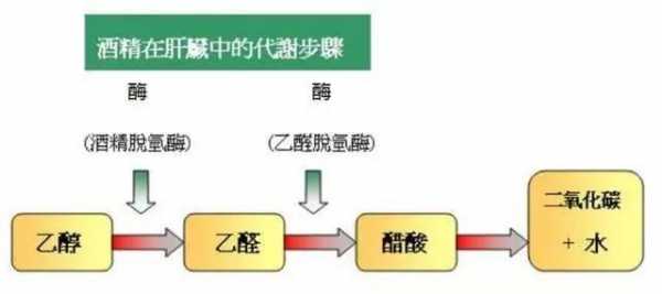 酒精在人体内的代谢过程（酒精在人体内的代谢过程图解）-图2