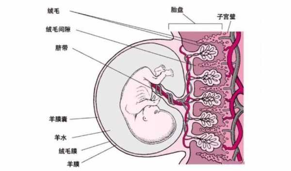 胎盘形成过程图（胎盘怎样形成视频）-图1