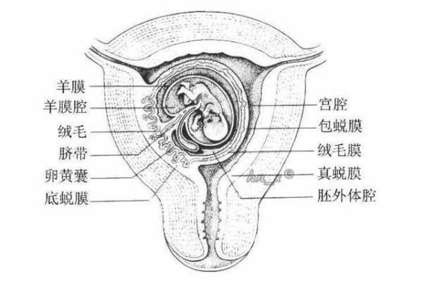 胎盘形成过程图（胎盘怎样形成视频）-图3