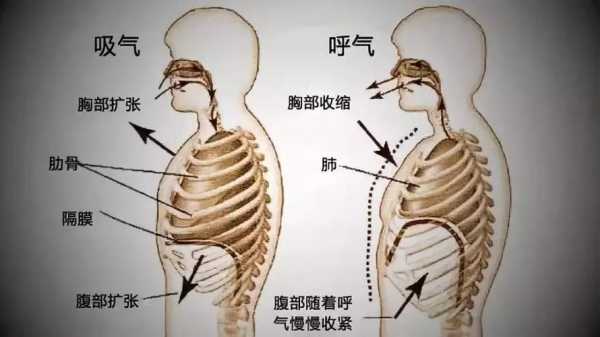 呼吸的过程演唱（呼吸的全过程3部分）-图1