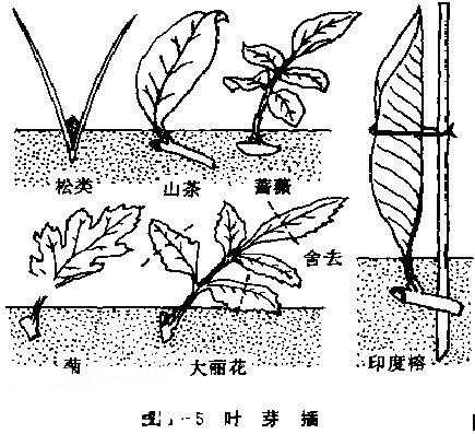 单体繁殖过程（单株繁殖）-图1